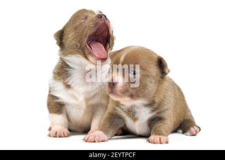 Gähnende Chihuahua Welpen. Zwei niedliche braune Hunde brüten auf weißem isolierten Hintergrund. Stockfoto