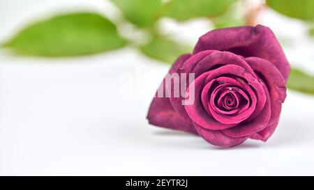 Eine helle purpurrote Rose mit Wassertropfen auf weißem Hintergrund, Nahaufnahme. Konzept der Feiertage - Valentinstag, Hochzeit, Jubiläum. Rose ist Symbol für Stockfoto