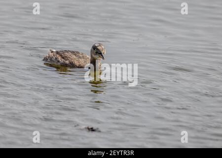 Zwergtaucher (Tachybaptus ruficollis) schwimmend auf dem Wasser Stockfoto