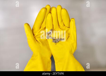 Staubkugeln, Flusen und Flusen in menschlichen Händen. Person in gelben Gummihandschuhen hält Staubhase nach der Reinigung, Nahaufnahme. Stockfoto