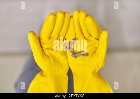 Staubkugeln, Flusen und Flusen in menschlichen Händen. Person in gelben Gummihandschuhen hält Staubhase nach der Reinigung, Nahaufnahme. Stockfoto