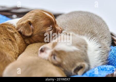 Schlafende Chihuahua Welpen im Korb. Niedliche kleine Hunde liegen auf einer warmen Decke Stockfoto