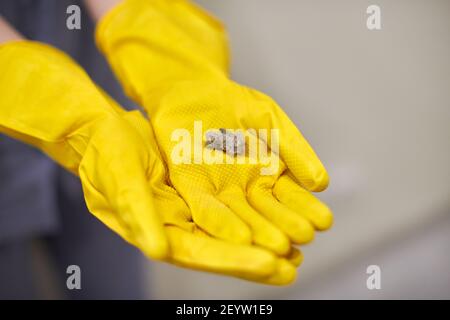 Staubkugeln, Flusen und Flusen in menschlichen Händen. Person in gelben Gummihandschuhen hält Staubhase nach der Reinigung, Nahaufnahme. Stockfoto