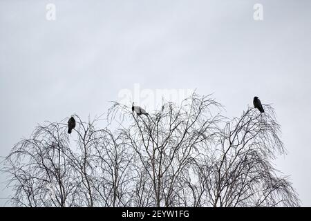 Drei Krähen sitzen auf Ästen. Konzept des dritten Rades. Symbolik der Nummer drei. Vögel auf bewölktem Himmel Hintergrund. Stockfoto