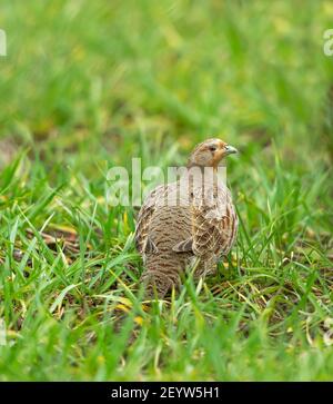 Nahaufnahme eines Grauen Rebhuhns im Frühling. Wissenschaftlicher Name: Perdix perdix. Auch bekannt als die englische Rebhuhn. Stand in natürlichen Farmland Lebensraum. Stockfoto