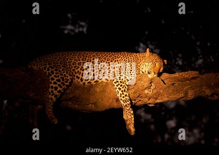 Ein männlicher Leopard, der in einem Baum schläft, bei Nacht auf einer Safari in Sabi Sands, Südafrika, gesichtet Stockfoto