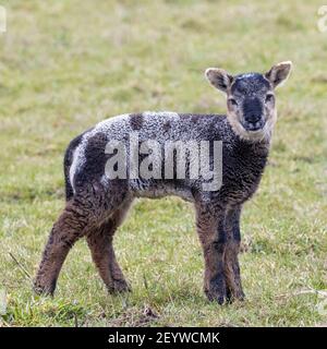 Britische Viehzucht: Blaues texellamm geboren zu einem weißen texelschafe, West Yorkshire, England Stockfoto