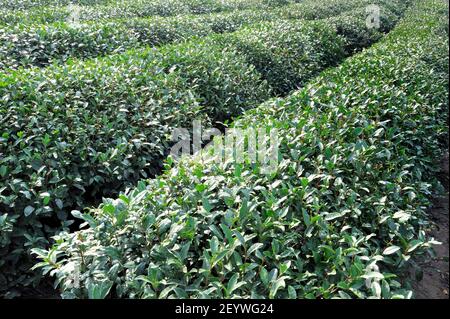 Teeplantage in West Lake, Longjing, Hangzhou, China Stockfoto