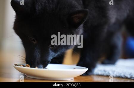 Junger Schipperke Welpe, der sein Essen isst. Stockfoto