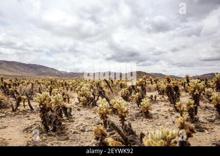 Eine Nahaufnahme der Cylindropuntia-Pflanzen im Joshua Tree National Park, Kalifornien Stockfoto