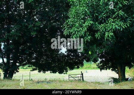 Reisfeld und Garten Mango Bäume irgendwo in San Antonio Zambales Philippinen Stockfoto