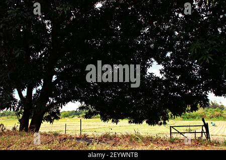 Reisfeld und Garten Mango Bäume irgendwo in San Antonio Zambales Philippinen Stockfoto