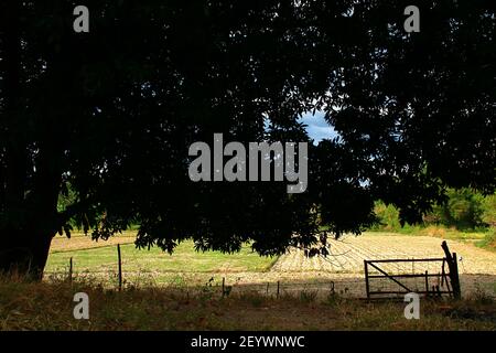 Reisfeld und Garten Mango Bäume irgendwo in San Antonio Zambales Philippinen Stockfoto