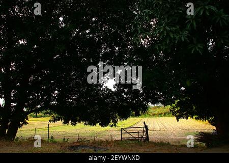 Reisfeld und Garten Mango Bäume irgendwo in San Antonio Zambales Philippinen Stockfoto