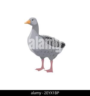 Graugans isoliert Bauernhof Geflügel Vogel. Vector Geflügel Tier, Hausente Stock Vektor