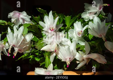 Blühender falscher Weihnachtskaktus (Schlumbergera truncata) in einem Topf vor schwarzem Hintergrund, Bild aus dem Vasternorrland Schweden. Stockfoto