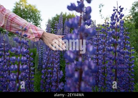 Eine Frau Hand berührt schöne blühende lupinus. Abendspaziergang durch die Dorfwiesen. Prächtige Blüten, violett in der Farbe. Stockfoto