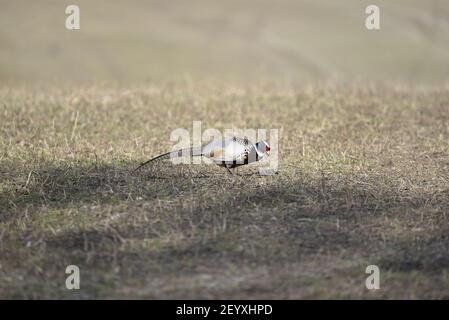 Gewöhnlicher männlicher Fasan (Phasianus colchicus) auf Staffordshire Farmland im Winter, Kopf in Richtung Boden Stockfoto