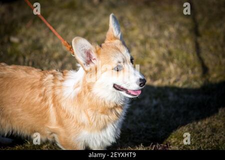 Welsh Corgi Pembroke Welpe an einem sonnigen Wintertag Stockfoto