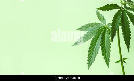 Marihuana Blätter Webbanner, Cannabis auf grünem Hintergrund. Textur von Marihuana Cannabis Pflanzen Indoor Stockfoto