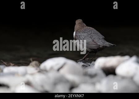 Dipper Männchen wartet Weibchen am Flussufer (Cinclus cinclus) Stockfoto