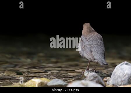 Dipper Weibchen wartet Männchen auf der Flussseite (Cinclus cinclus) Stockfoto