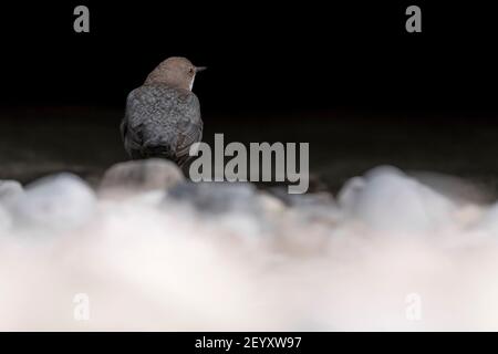 Dipper Weibchen wartet Männchen auf der Flussseite (Cinclus cinclus) Stockfoto