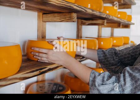 Ziegenkäse-Rad in weiblichen Händen auf Rack im Fabriklager. Mehrere reife Käseköpfe auf den Regalen in der Käserei ausgestellt Stockfoto