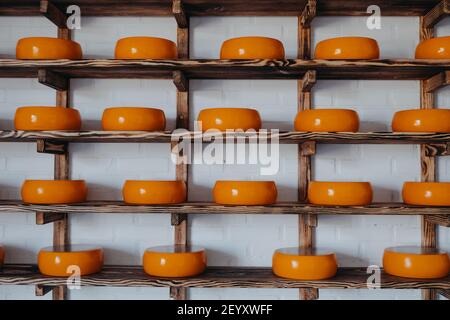 Ziegenkäse-Rad auf dem Regal im Fabriklager. Mehrere reife Käseköpfe auf den Regalen in der Käserei ausgestellt Stockfoto