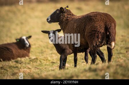 Lauder, Scottish Borders, Großbritannien. März 2021, 6th. Schottland Wetter, Frühling Zwartbles Schafe Lämmer Bilder in Grasfeldern grasen bei Lauder in den Scottish Borders. Quelle: phil wilkinson/Alamy Live News Stockfoto