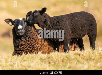 Lauder, Scottish Borders, Großbritannien. März 2021, 6th. Schottland Wetter, Frühling Zwartbles Schafe Lämmer Bilder in Grasfeldern grasen bei Lauder in den Scottish Borders. Quelle: phil wilkinson/Alamy Live News Stockfoto