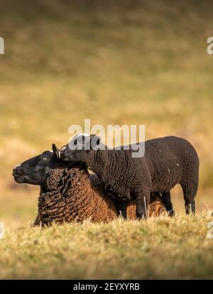 Lauder, Scottish Borders, Großbritannien. März 2021, 6th. Schottland Wetter, Frühling Zwartbles Schafe Lämmer Bilder in Grasfeldern grasen bei Lauder in den Scottish Borders. Quelle: phil wilkinson/Alamy Live News Stockfoto