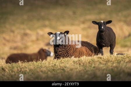 Lauder, Scottish Borders, Großbritannien. März 2021, 6th. Schottland Wetter, Frühling Zwartbles Schafe Lämmer Bilder in Grasfeldern grasen bei Lauder in den Scottish Borders. Quelle: phil wilkinson/Alamy Live News Stockfoto