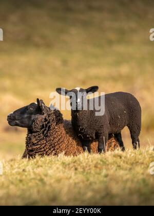 Lauder, Scottish Borders, Großbritannien. März 2021, 6th. Schottland Wetter, Frühling Zwartbles Schafe Lämmer Bilder in Grasfeldern grasen bei Lauder in den Scottish Borders. Quelle: phil wilkinson/Alamy Live News Stockfoto