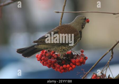 Fieidfare, turdus pilaris, Feldfare und Eberesche, Vögel, Singvögel Stockfoto