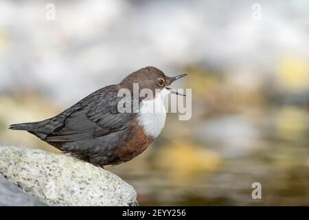 Dipper Weibchen nennen Männchen in der Brutzeit (Cinclus cinclus) Stockfoto