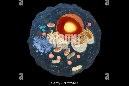 Innere Struktur einer tierischen Zelle, 3D Rendering. Schnittansicht. Digitale Zeichnung des Computers. Stockfoto