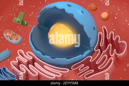 Innere Struktur einer tierischen Zelle, 3D Rendering. Schnittansicht. Digitale Zeichnung des Computers. Stockfoto