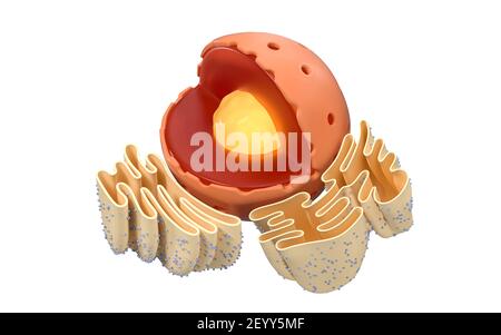 Struktur des nuklearen und endoplasmatischen Retikulums in einer Tierzelle, 3D Rendering. Schnittansicht. Digitale Zeichnung des Computers. Stockfoto