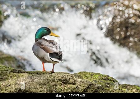 Der Stockente Männchen und der Wasserfall (Anas platyrhynchos) Stockfoto