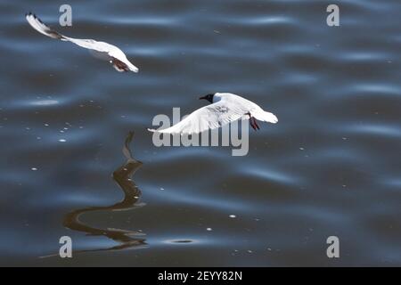 Zwei Seen Fluss, Schwarzkopf, gewöhnliche Möwen mit einem schwarzen Kopf, fliegen über den Stausee, horizontales Foto Stockfoto