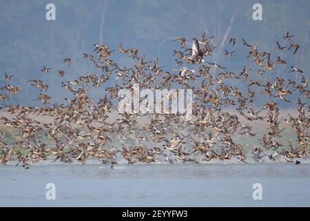 Schar von Zugvögeln fliegen über das Feuchtgebiet Stockfoto