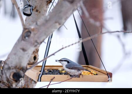 Nuthatch auf einem Holzfeeder. Grauer Vogel in der Mitte des Rahmens. Stockfoto