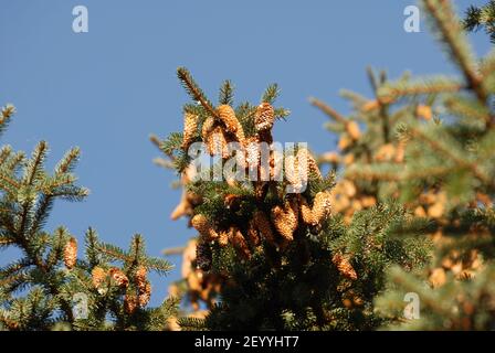 Picea stanzt, picea abies, pinaceae, Zapfen der Fichte, Zapfen, Fichte, Stockfoto