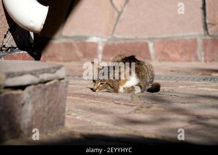 Eine sterbende Katze auf der Straße. Das Tier liegt allein auf der Straße. Stockfoto