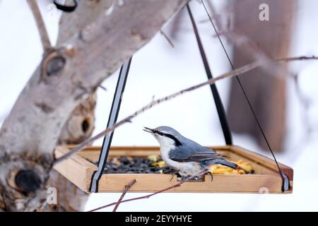 Grauer kleiner Vogel sitzt im Winter auf einem Holzfutterhäuschen. Stockfoto