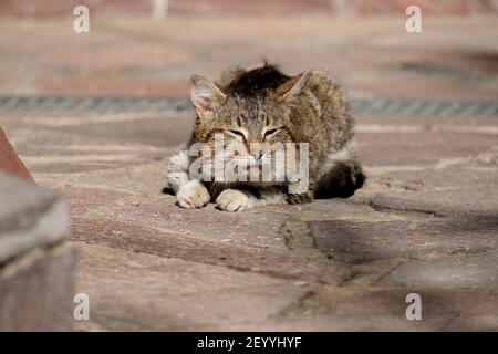 Eine kranke Katze liegt auf der Straße. Die Katze ist sabbern. Stockfoto