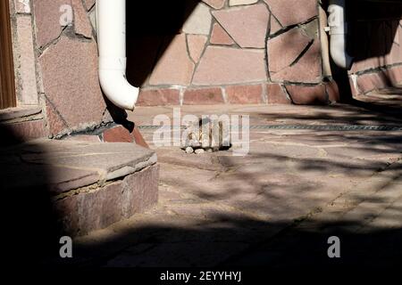 Eine kranke Katze liegt auf der Straße, schaut auf die Kamera. Alte Straßenkatze. Verschwommener Hintergrund, Schatten. Stockfoto