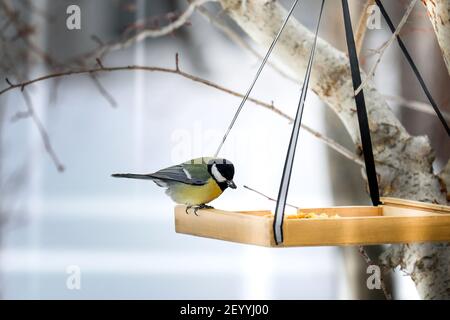 Titmouse isst aus dem Trog. Vogel mit gelbem Bauch. Stockfoto