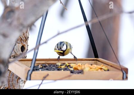 Die Titmouse frisst Chips im Feeder. Parus mit einem gelben Bauch hat Mittagessen. Stockfoto